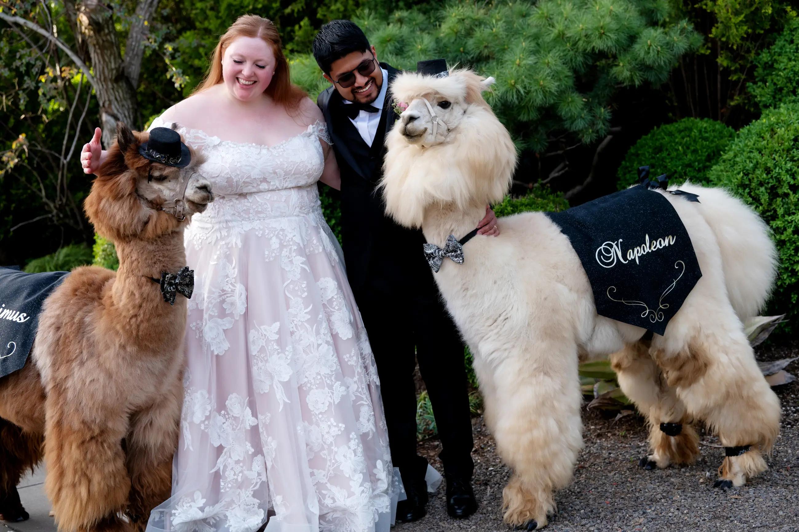 Bride and Groom with Llamas from Classy Camelids